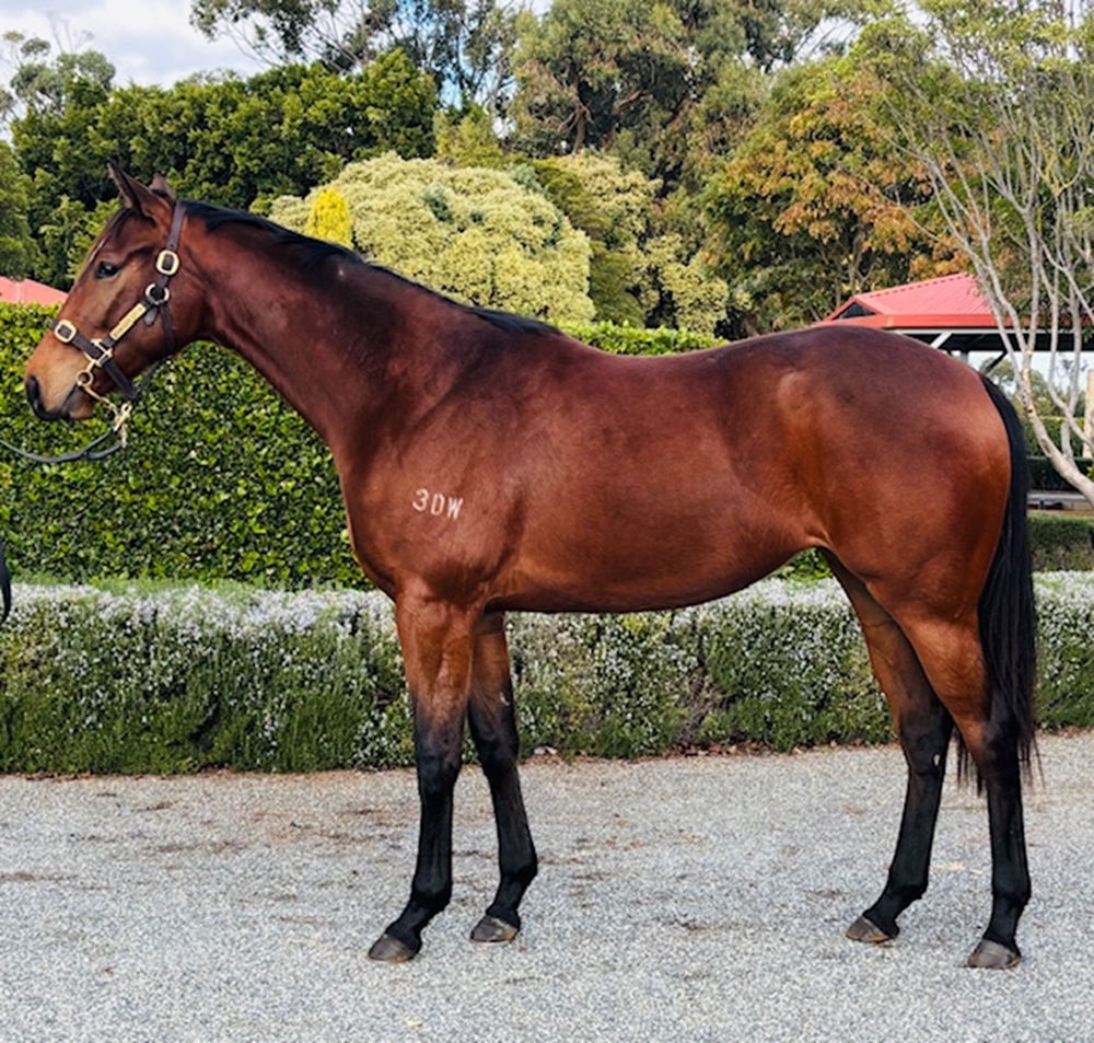 Splintex (AUS) / Shawty (AUS) 2024 Filly - Image 1