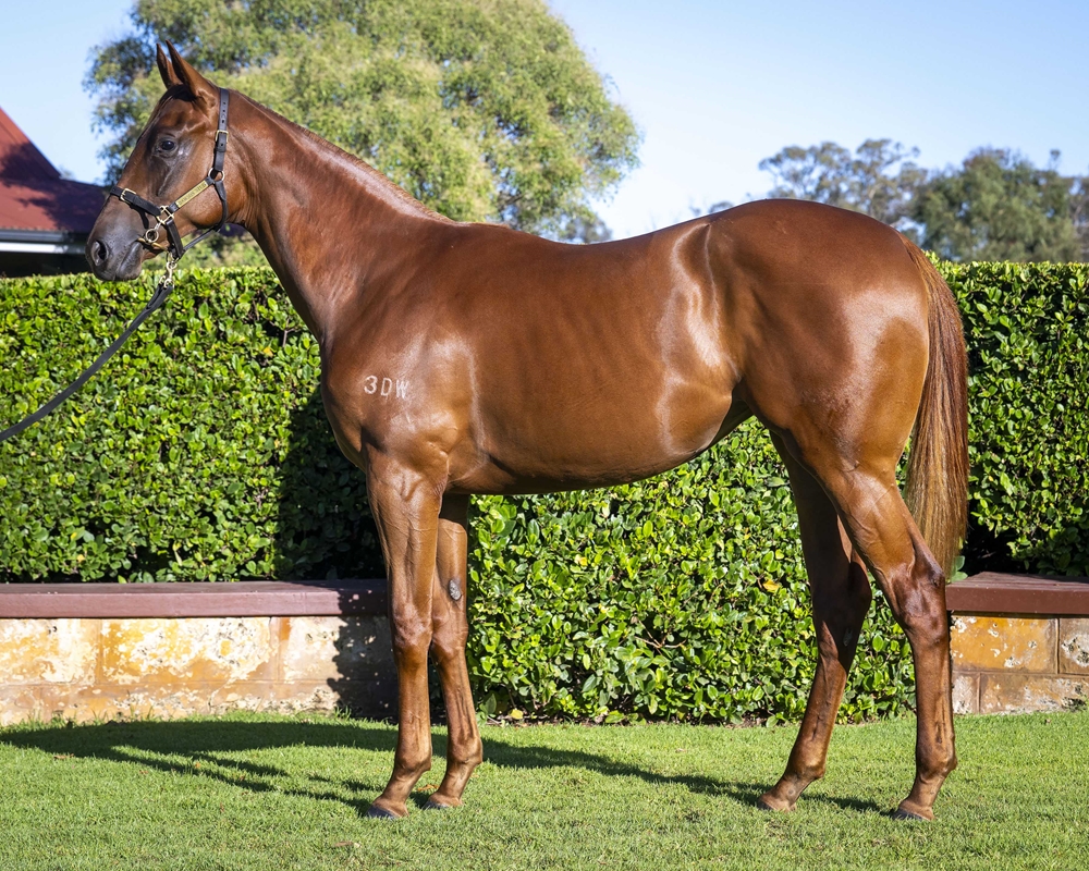 Lightsaber (AUS) / Copita Mak (AUS) 2024 Filly - Image 1