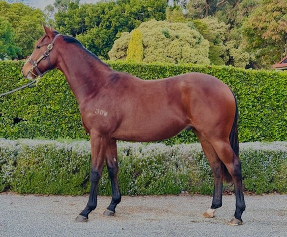 Splintex (AUS) / Charity Belle (AUS) 2024 G - Image 1