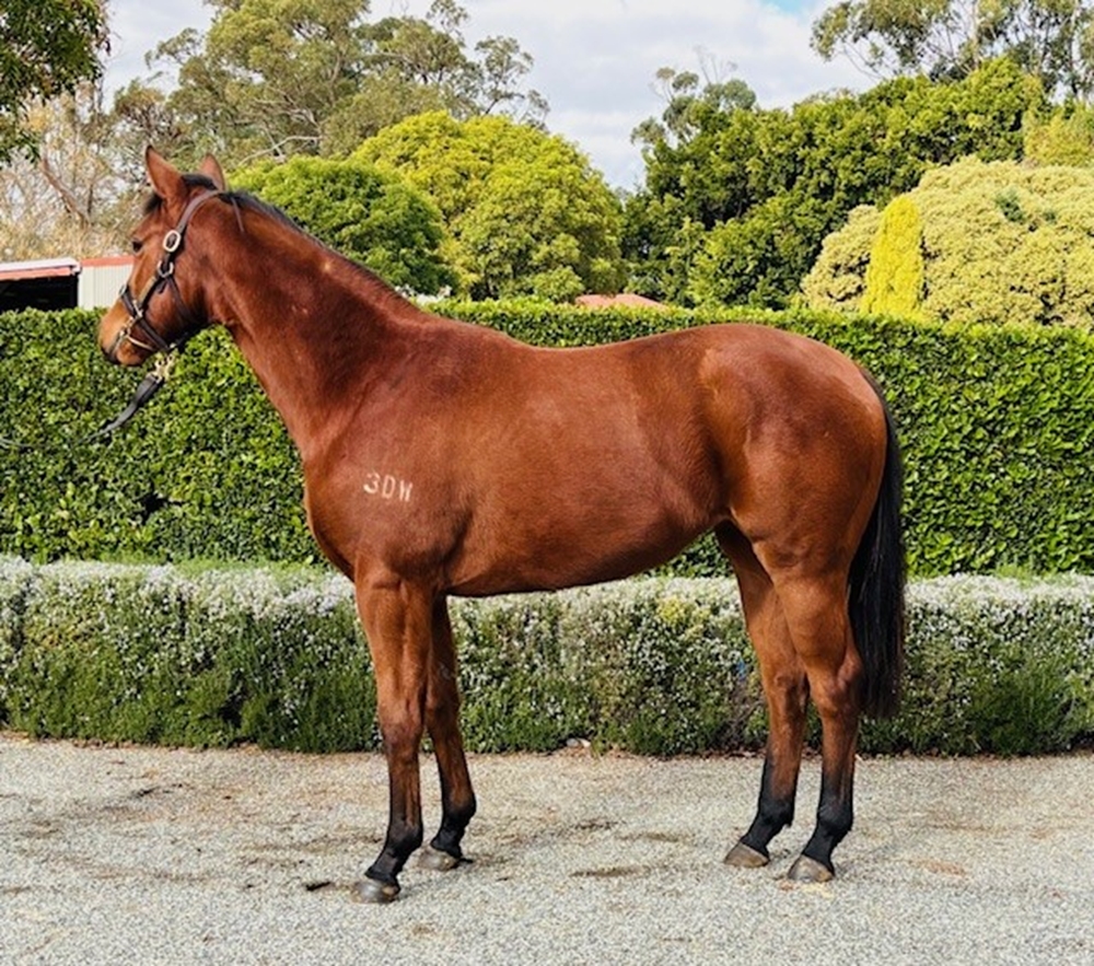 Shooting to Win (AUS) / Cafe Nera (AUS) 2024 Filly - Image 1