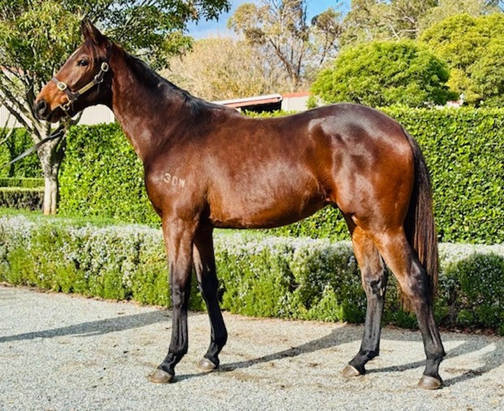 Long Leaf (AUS) / Anamour (AUS) 2024 G - Image 1