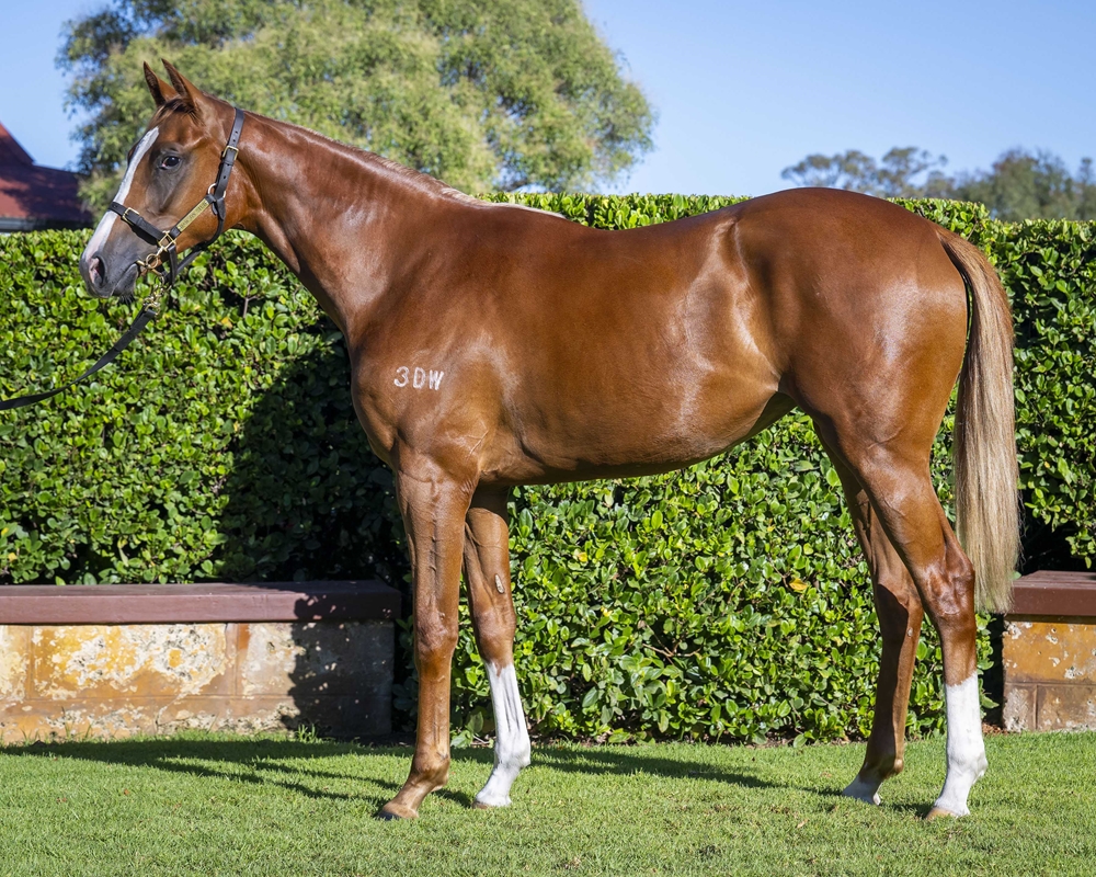 Lightsaber (AUS) / Tarp (AUS) 2024 Filly - Image 1