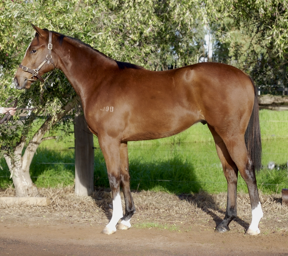 Universal Ruler (AUS) / Our Pie 'o' My (AUS) 2024 Colt - Image 1