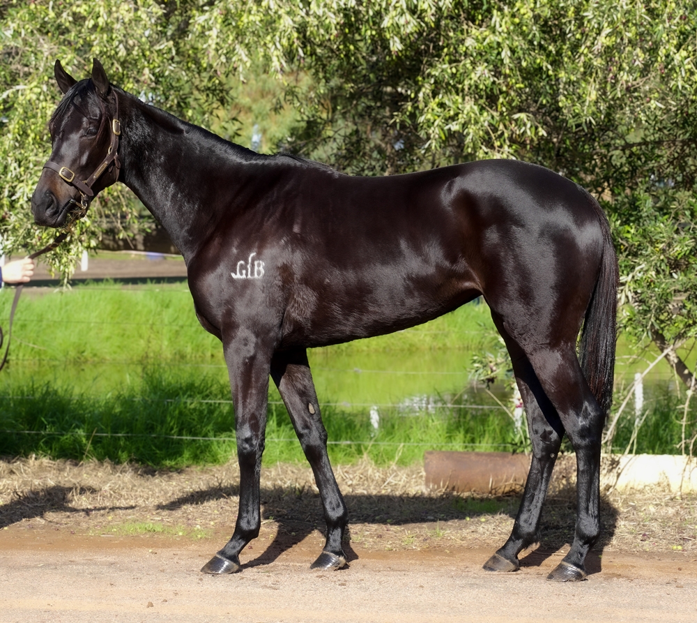 Awesome Rock (AUS) / There's a Thought (NZ) 2024 Filly - Image 1