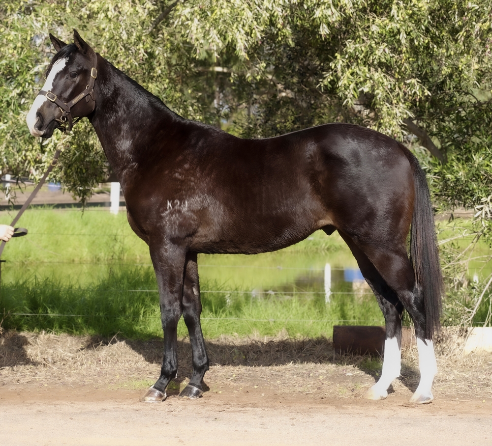 Splintex (AUS) / Cywer (AUS) 2024 Colt - Image 1