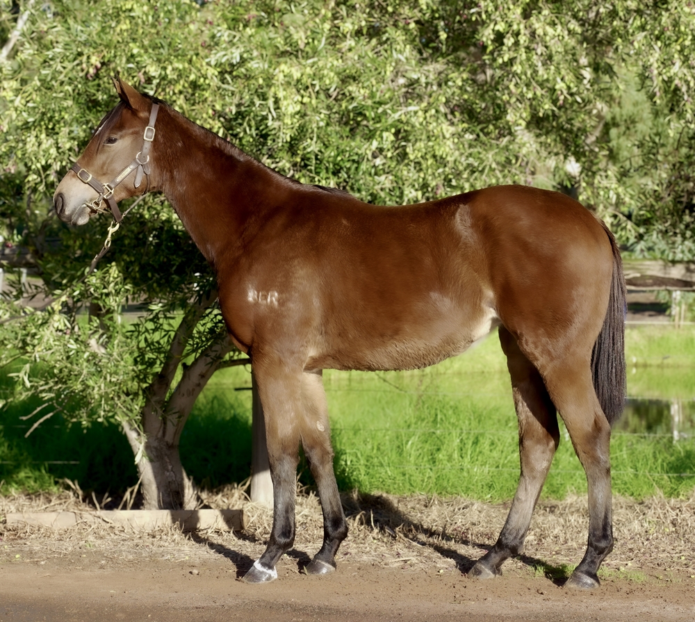 Manhattan Rain (AUS) / Universal Pleasure (AUS) 2024 Filly - Image 1