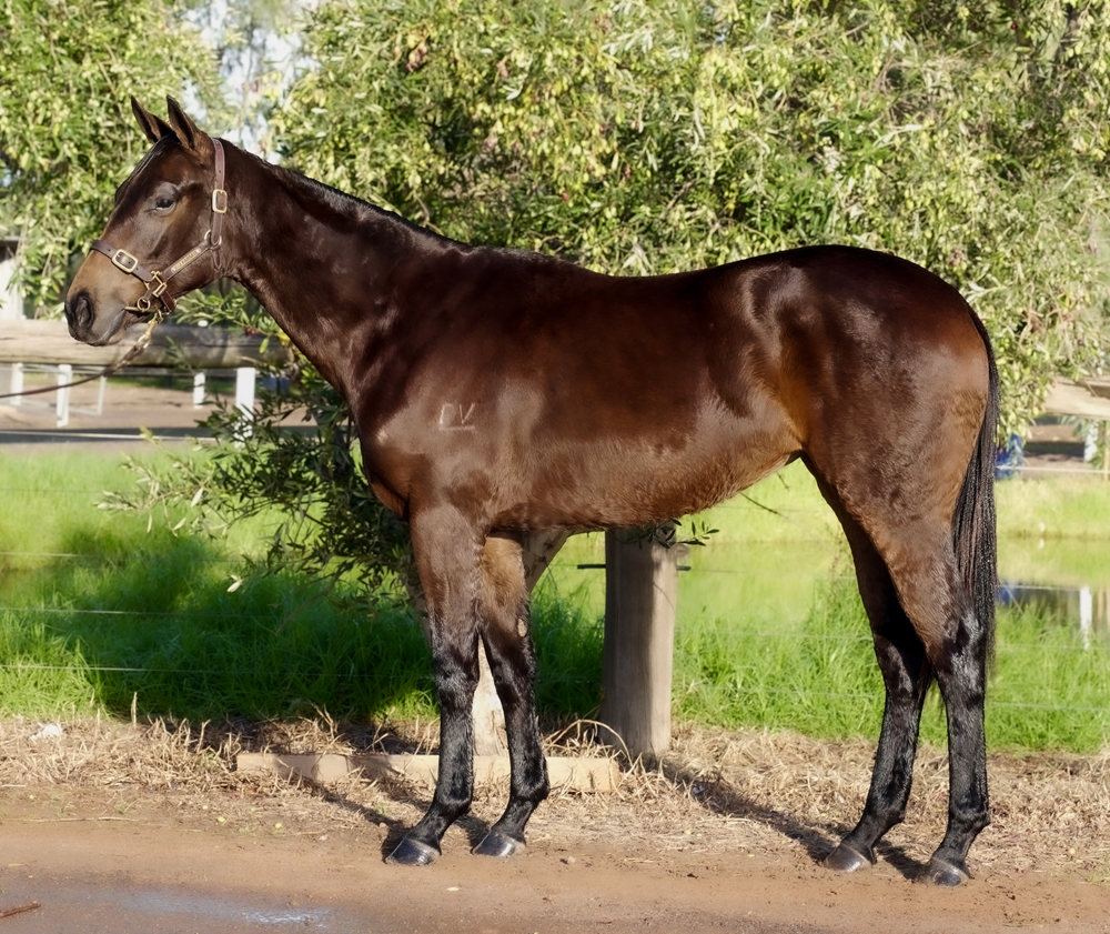 Playing God (AUS) / Dance Till Dark (AUS) 2024 Filly - Image 1
