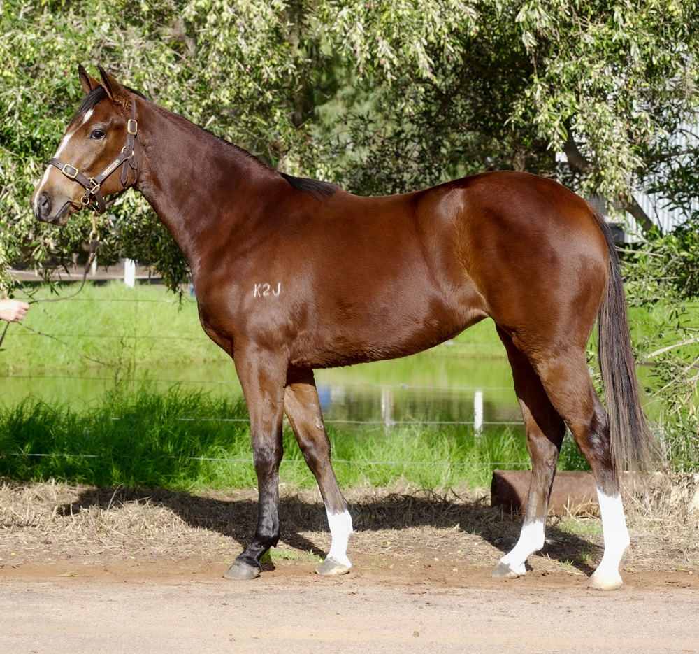 Aysar (AUS) / Queen of Casuarina (AUS) 2024 Filly - Image 1