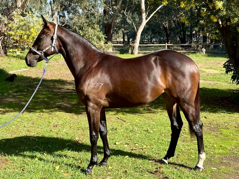 Lightsaber (AUS) / Windsor (AUS) 2024 Filly - Image 1