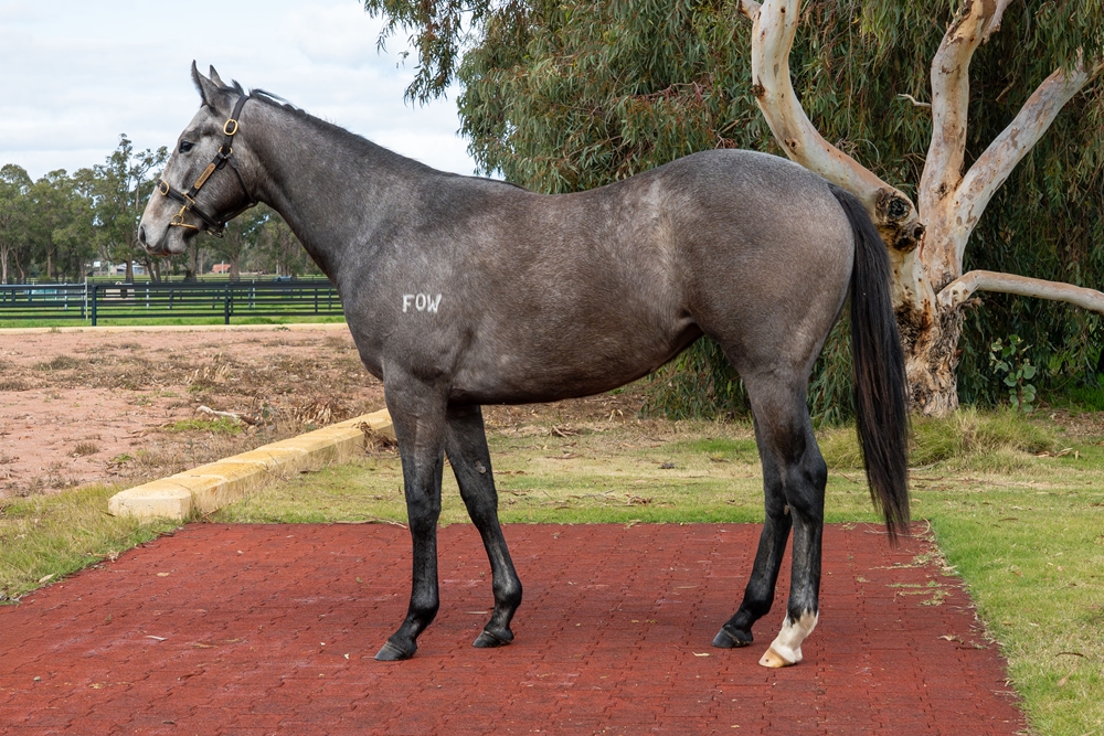 Splintex (AUS) / Grey Dancer (AUS) 2024 Filly - Image 1
