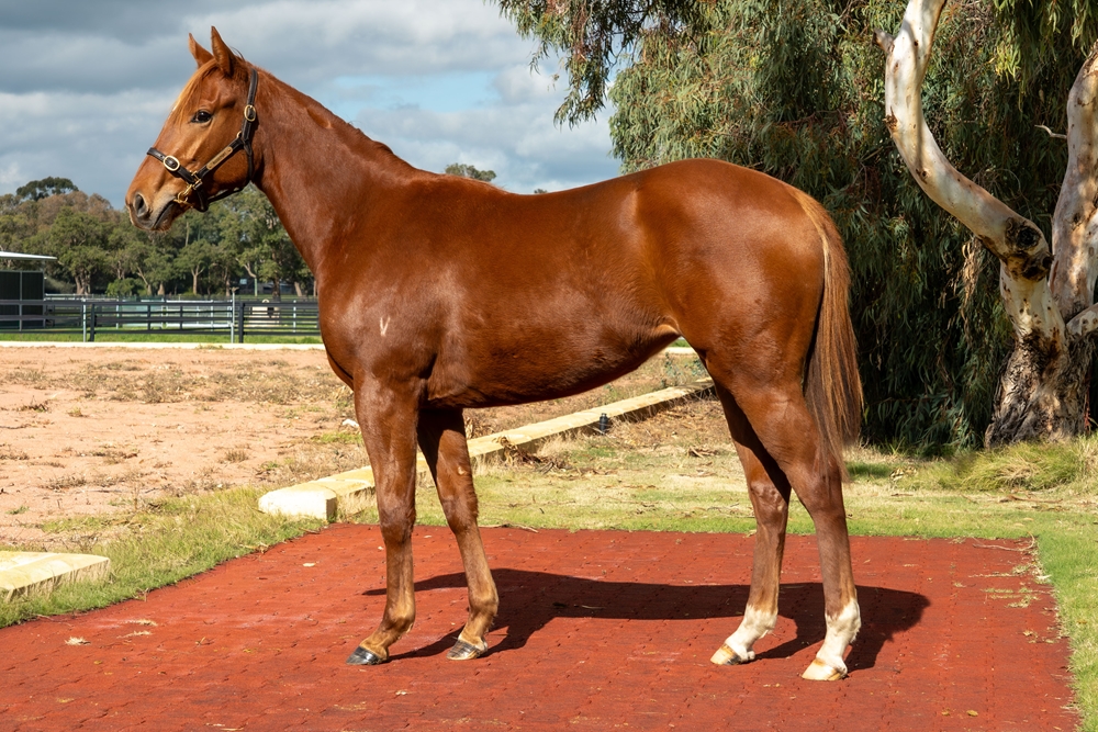 Star Turn (AUS) / Lady Ell (AUS) 2024 Filly - Image 1