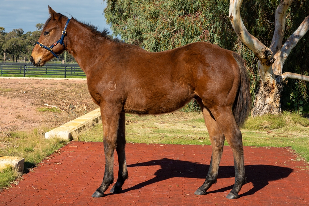Ducimus (AUS) / Cherry's a Star (AUS) 2025 Colt - Image 1