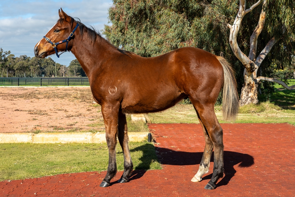 Ducimus (AUS) / Duchess Christina (AUS) 2025 Colt - Image 1
