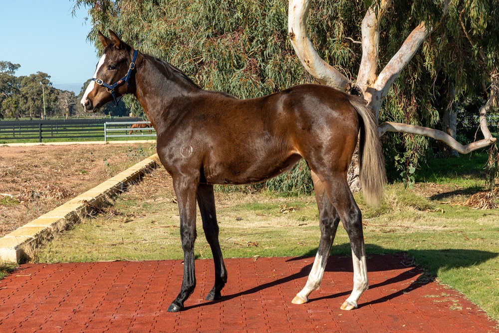 Lightsaber (AUS) / Champagne Kisses (AUS) 2025 Filly - Image 1