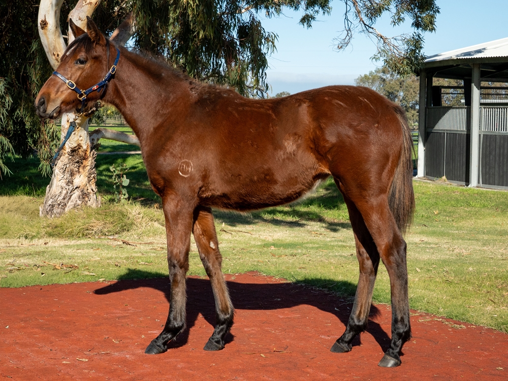 Ducimus (AUS) / Turn to Gold (AUS) 2025 Filly - Image 1