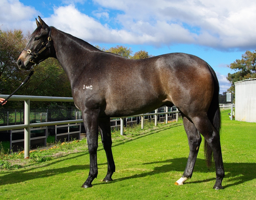 Gingerbread Man (AUS) / Ofcourse She Does (AUS) 2024 G - Image 1