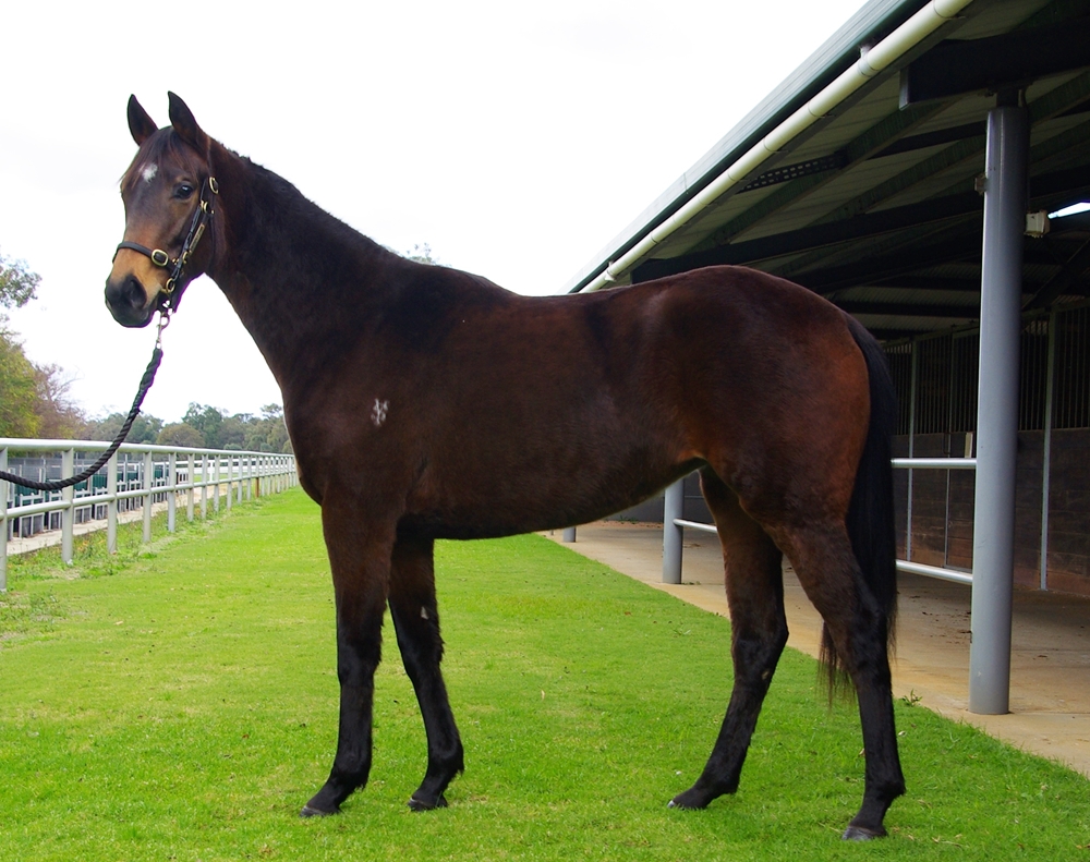 Playing God (AUS) / Oriel (AUS) 2024 Filly - Image 1