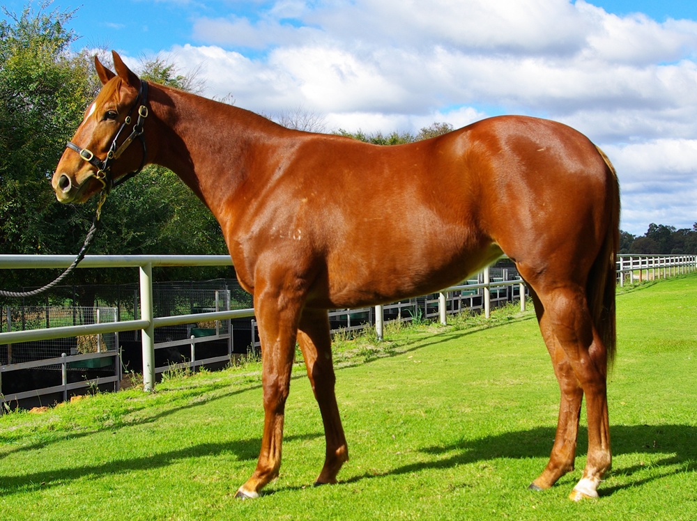 Ducimus (AUS) / Zedriffic (AUS) 2024 Filly - Image 1