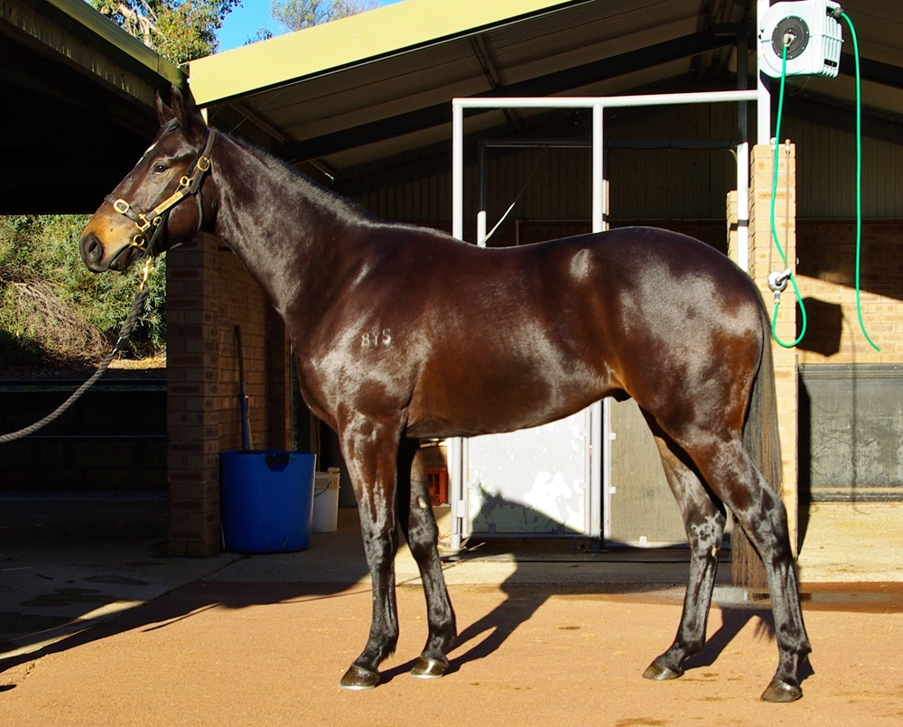 Splintex (AUS) / Electrifying Lady (AUS) 2024 Colt - Image 1
