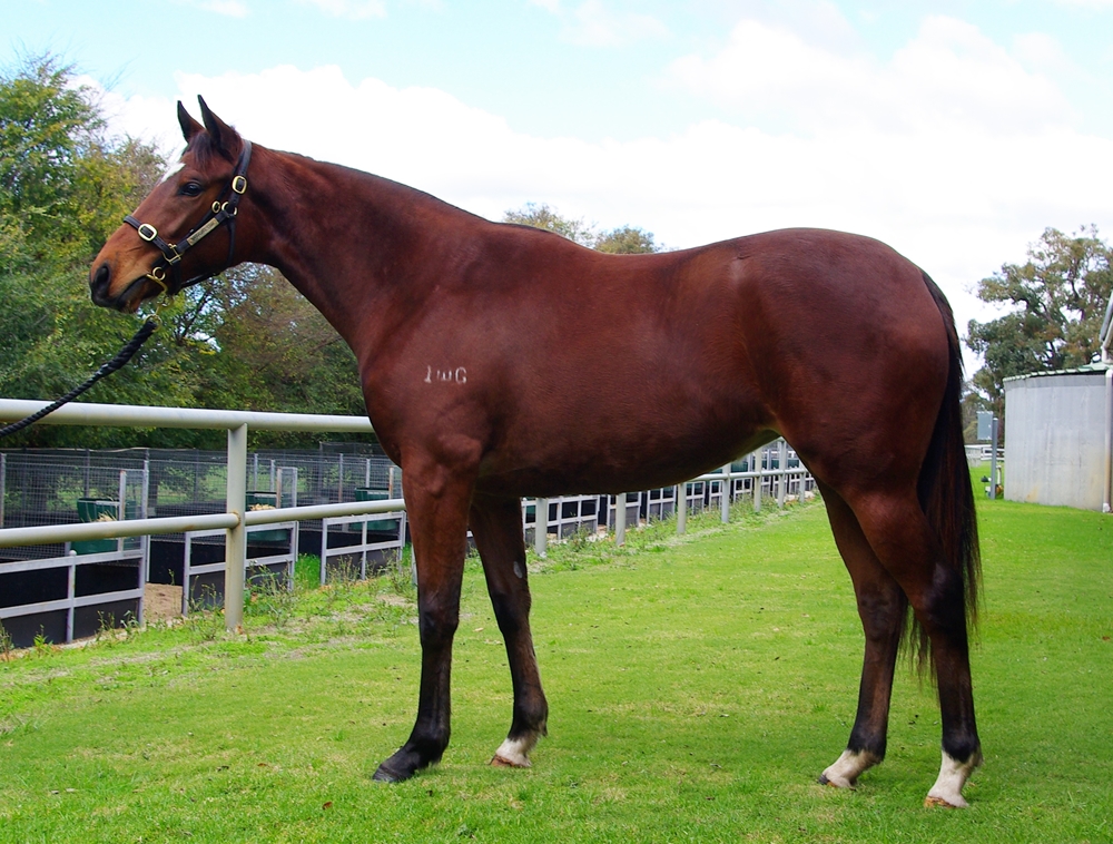 Gingerbread Man (AUS) / Highland Jig (AUS) 2024 Filly - Image 1