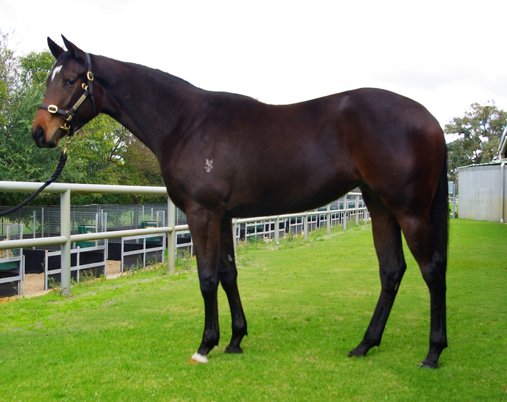 Lightsaber (AUS) / Lado Ciego (AUS) 2024 Filly - Image 1