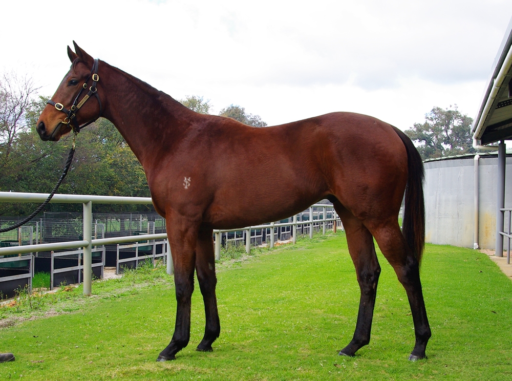 Playing God (AUS) / Saturia (AUS) 2024 Colt - Image 1