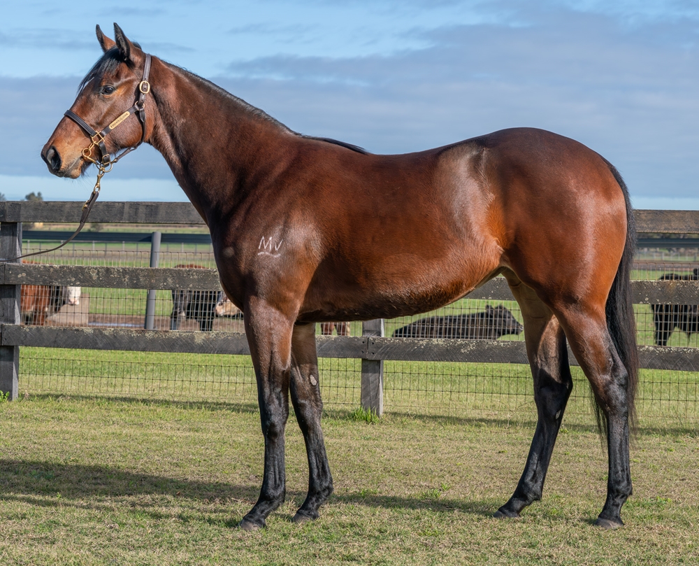 Long Leaf (AUS) / Shape Shifter (AUS) 2024 Filly - Image 1