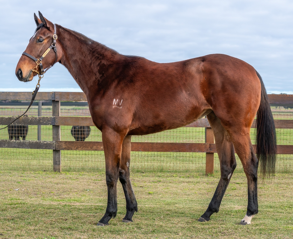 Playing God (AUS) / The Stylist (NZ) 2024 Filly - Image 1