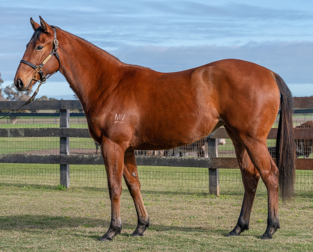Rommel (AUS) / Dondeska (AUS) 2024 Filly - Image 1