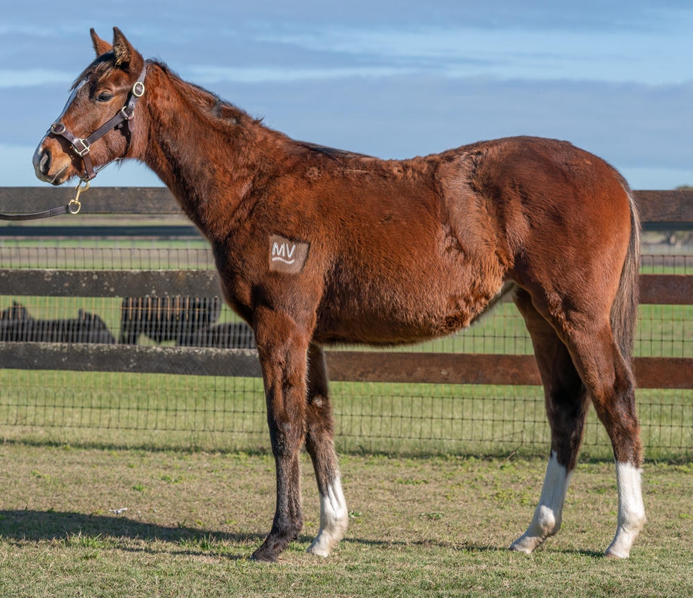 Manhattan Rain (AUS) / Antique Pearl (AUS) 2025 Colt - Image 1