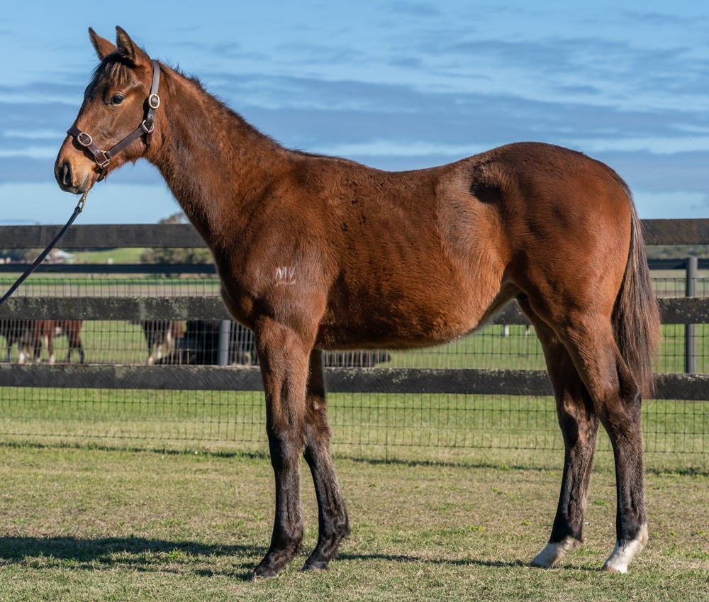 Sessions (AUS) / Dondeska (AUS) 2025 Filly - Image 1