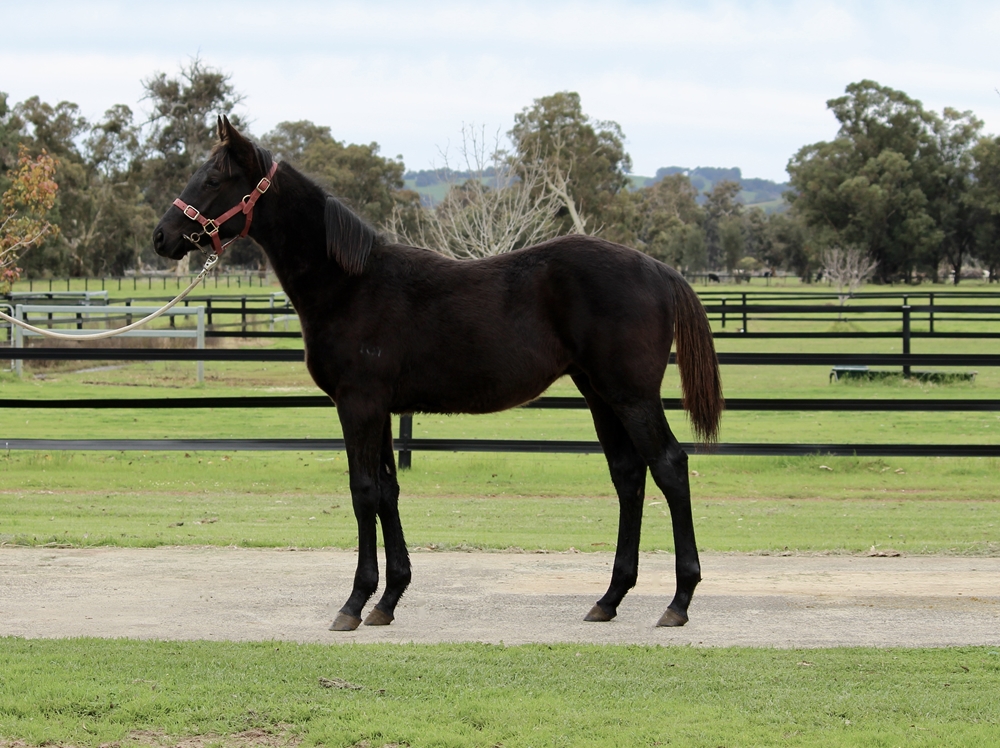 Ingratiating (AUS) / Roman Flirt (AUS) 2025 Colt - Image 1