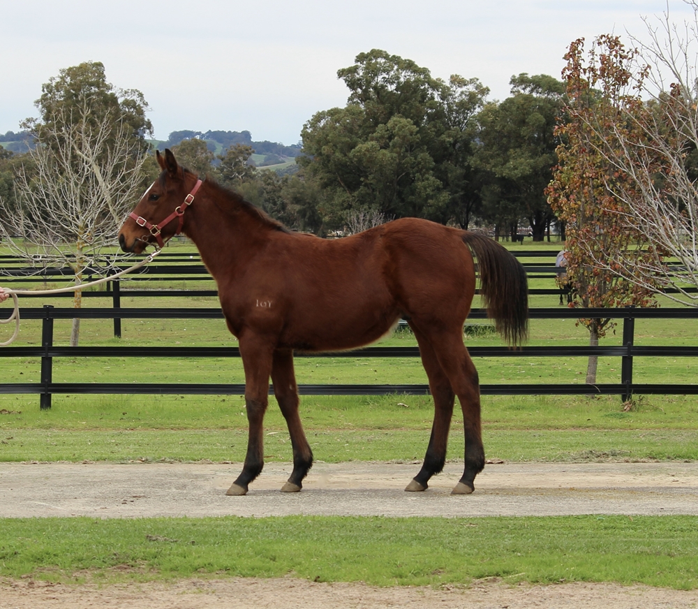 Long Leaf (AUS) / Wise Talk (AUS) 2025 Colt - Image 1