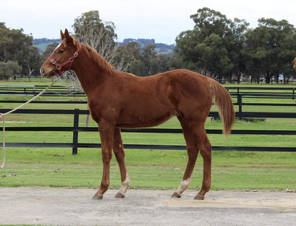 Long Leaf (AUS) / Lunar Rain (AUS) 2025 Colt - Image 1