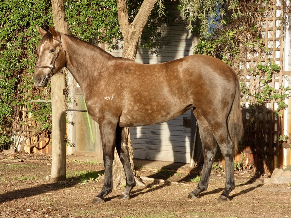 Aysar (AUS) / Sembello (NZ) 2024 Filly - Image 1