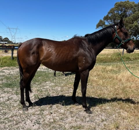 British Bonnie confirmation