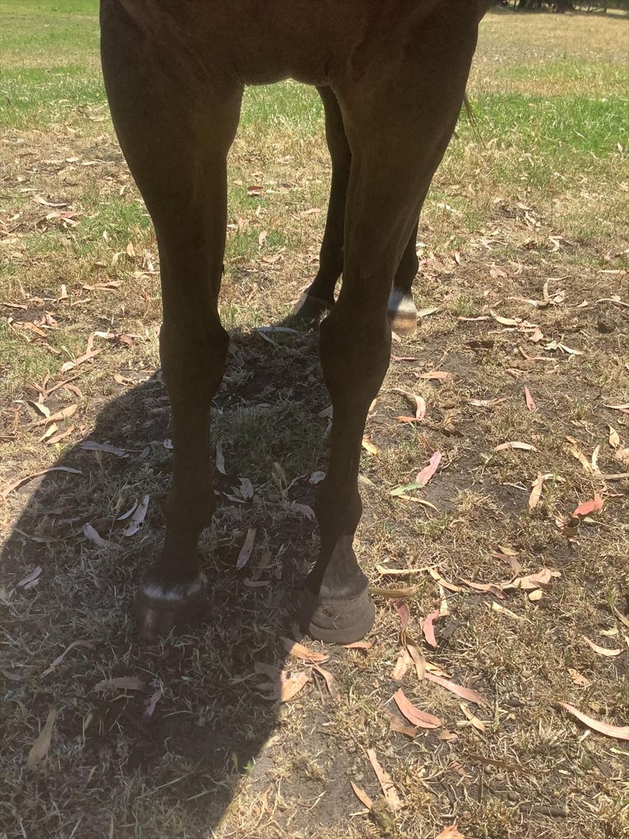 Magna Grecia x Chant Of God