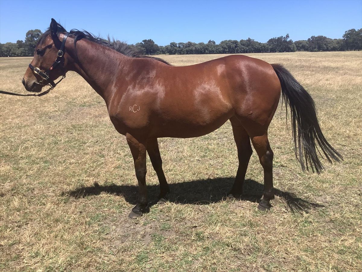 Magna Grecia x O'Couney confirmation