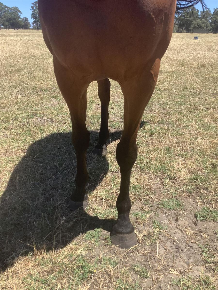 Magna Grecia x O'Couney