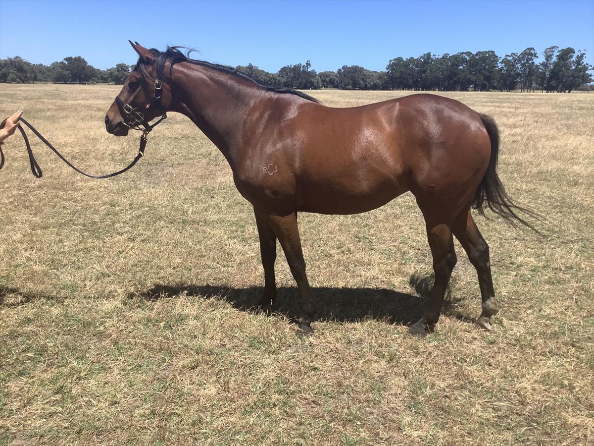 Footsteps Of God x Magnus confirmation