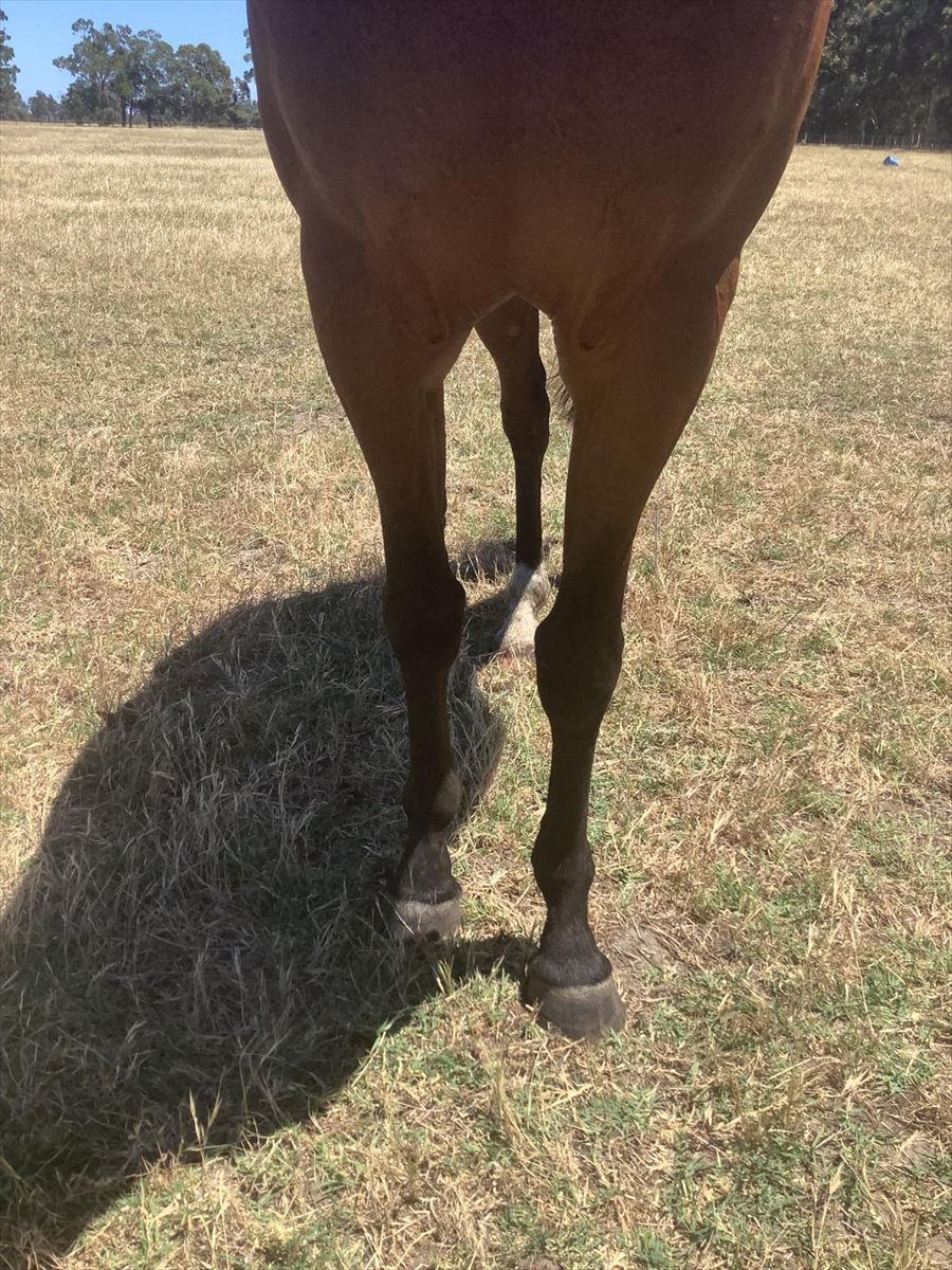 Footsteps Of God x Magnus