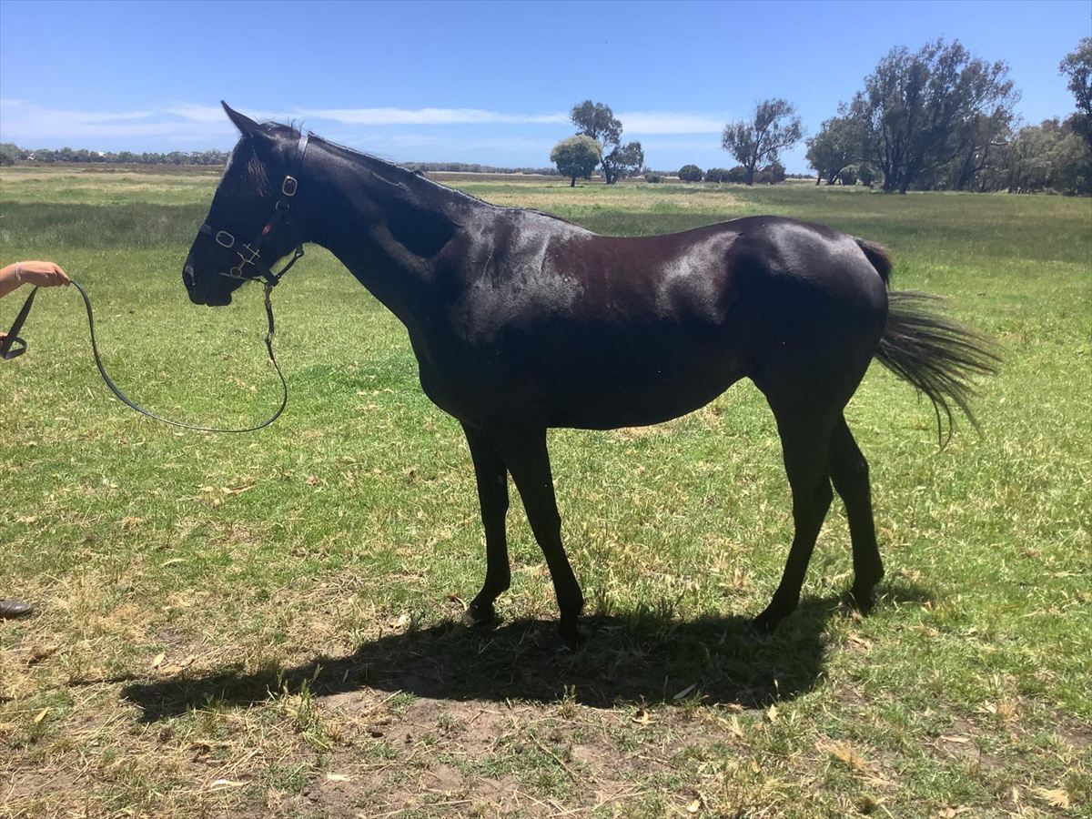 Princess Gracie x Ready for Victory confirmation