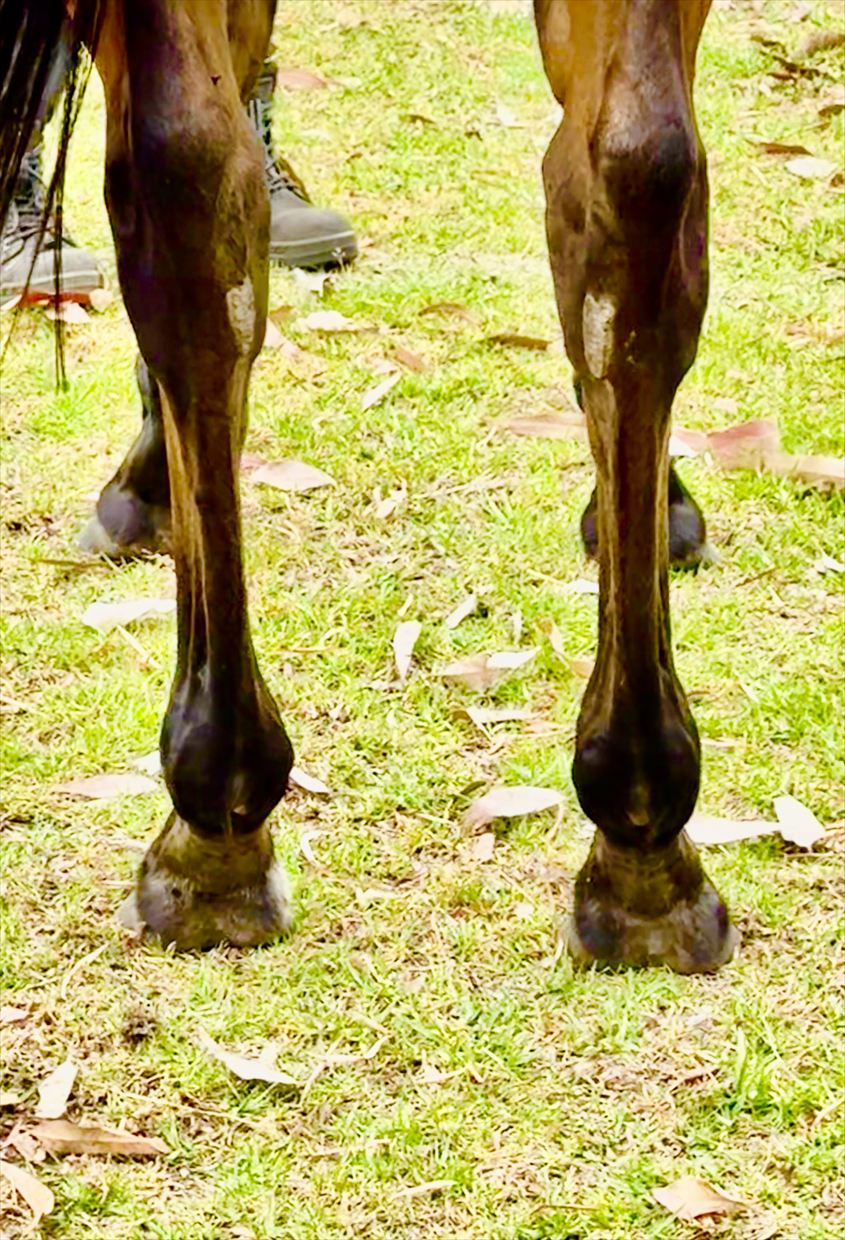 Ghobella back legs