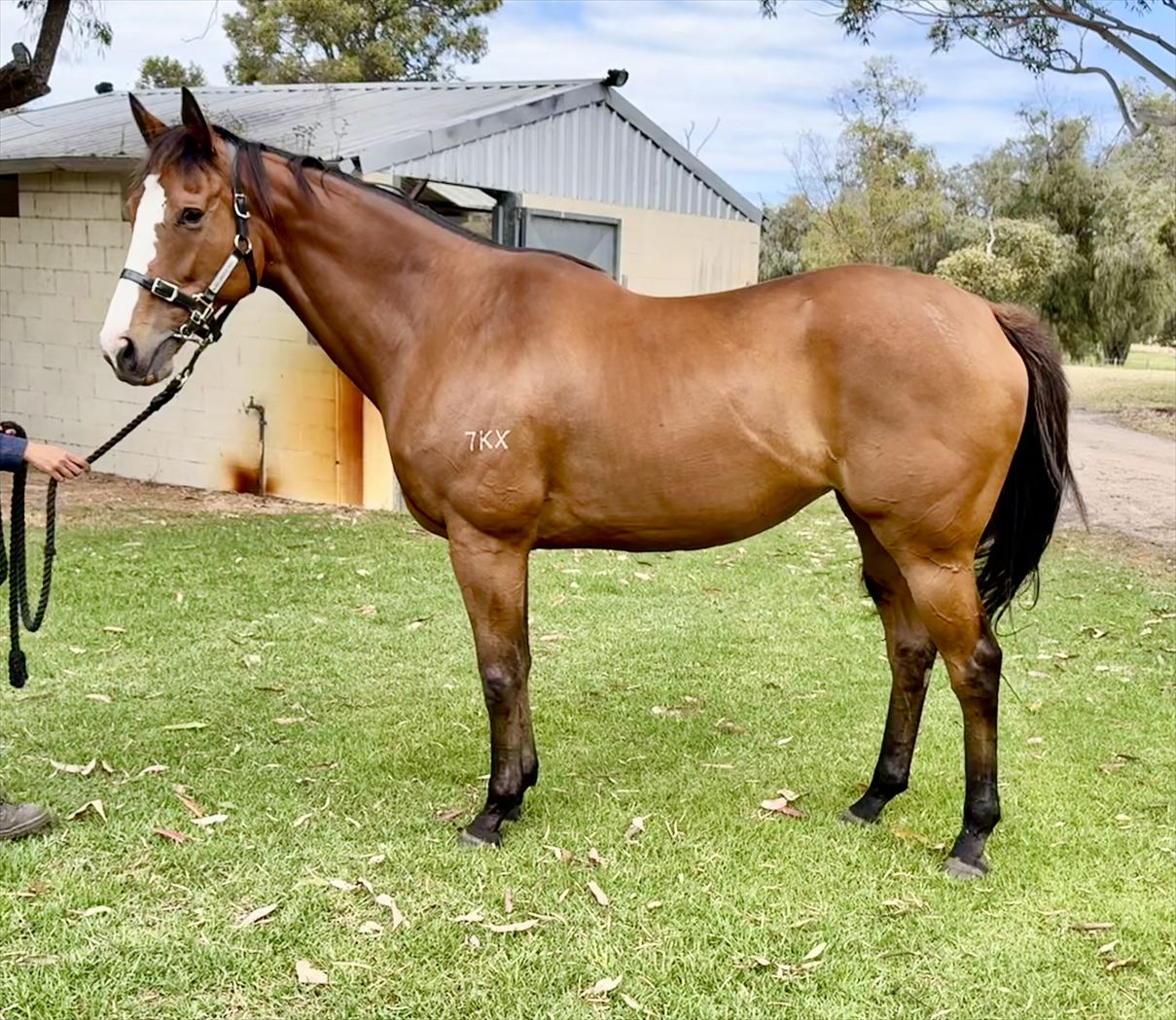 Ghobella confirmation