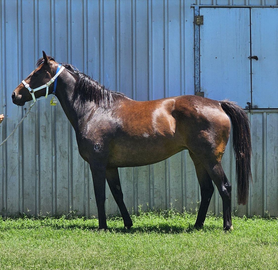 Enfilade Mare confirmation