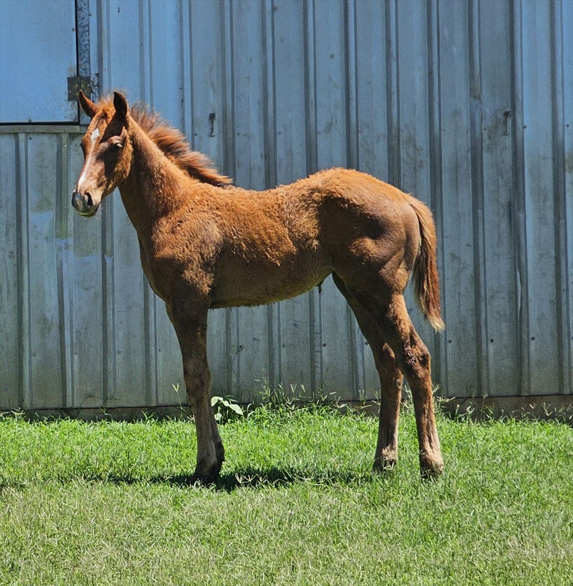 Enfilade filly 1