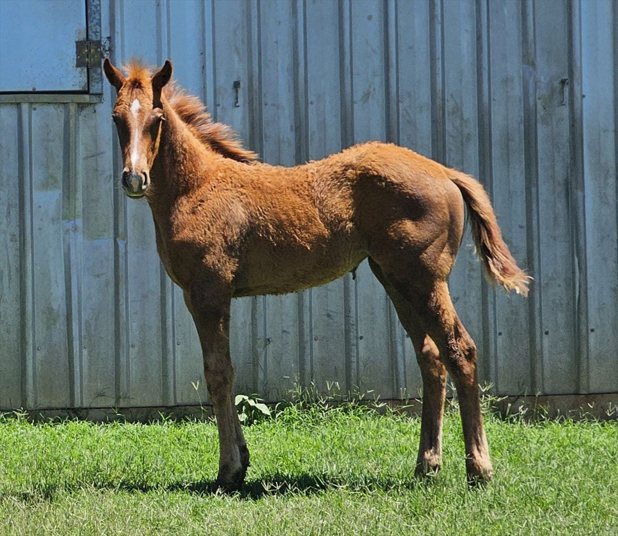 Enfilade filly 2