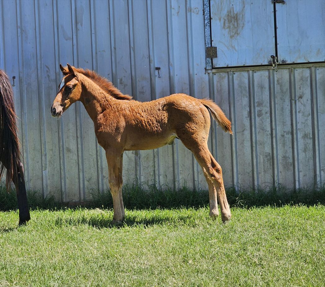 25DMD Diminutive foal 