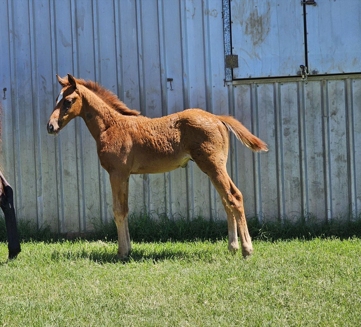 25DMD Diminutive foal 