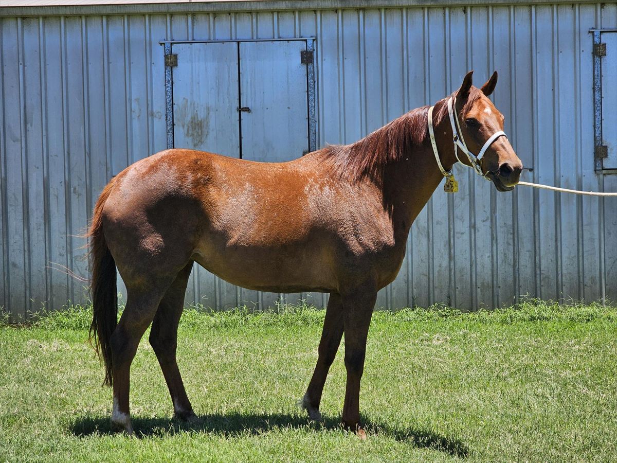 25DMD Ginger Rock confirmation